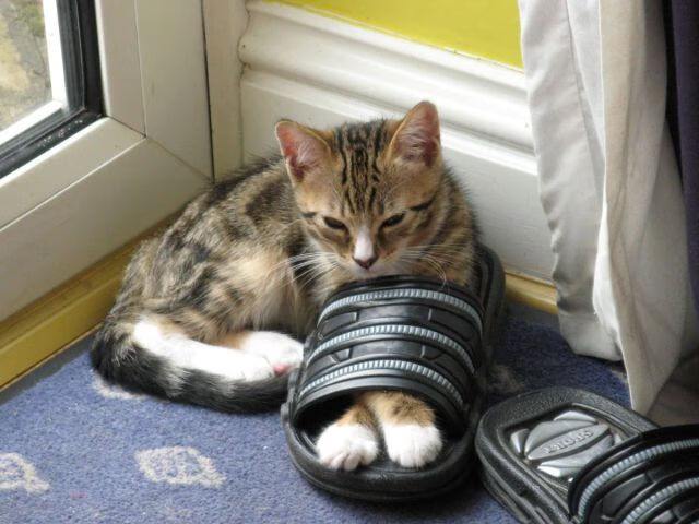 开云体育入口-当赛道引擎唤醒紫金黎明，F1新赛季揭幕战之夜，浓眉如何在全球注目下完成正名之战