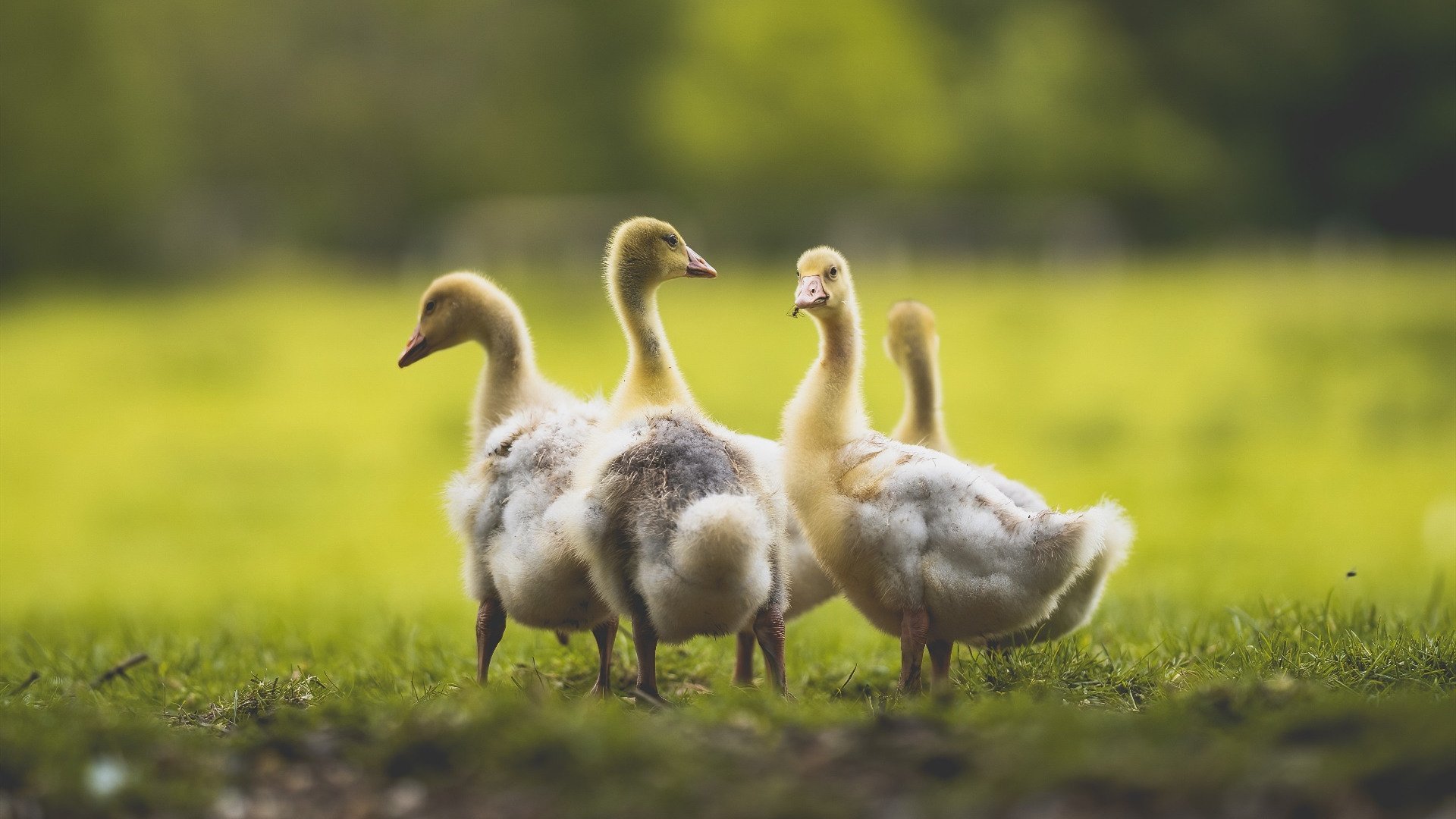 弗拉霍维奇教科书之夜,一剑封喉,诠释何为现代中锋的终极答案