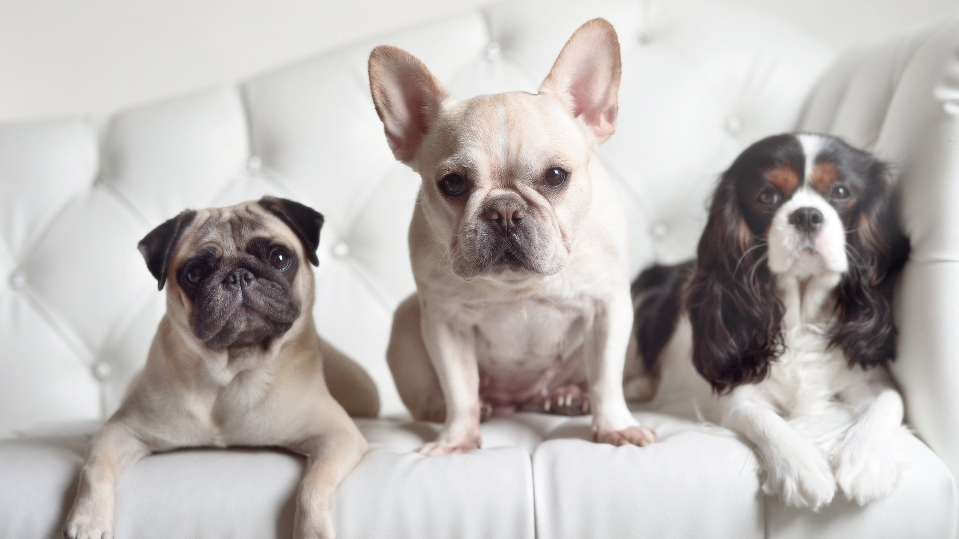 开云体育平台APP-2027，当佩德里的黄金左脚，遇见尼日利亚的黑色闪电