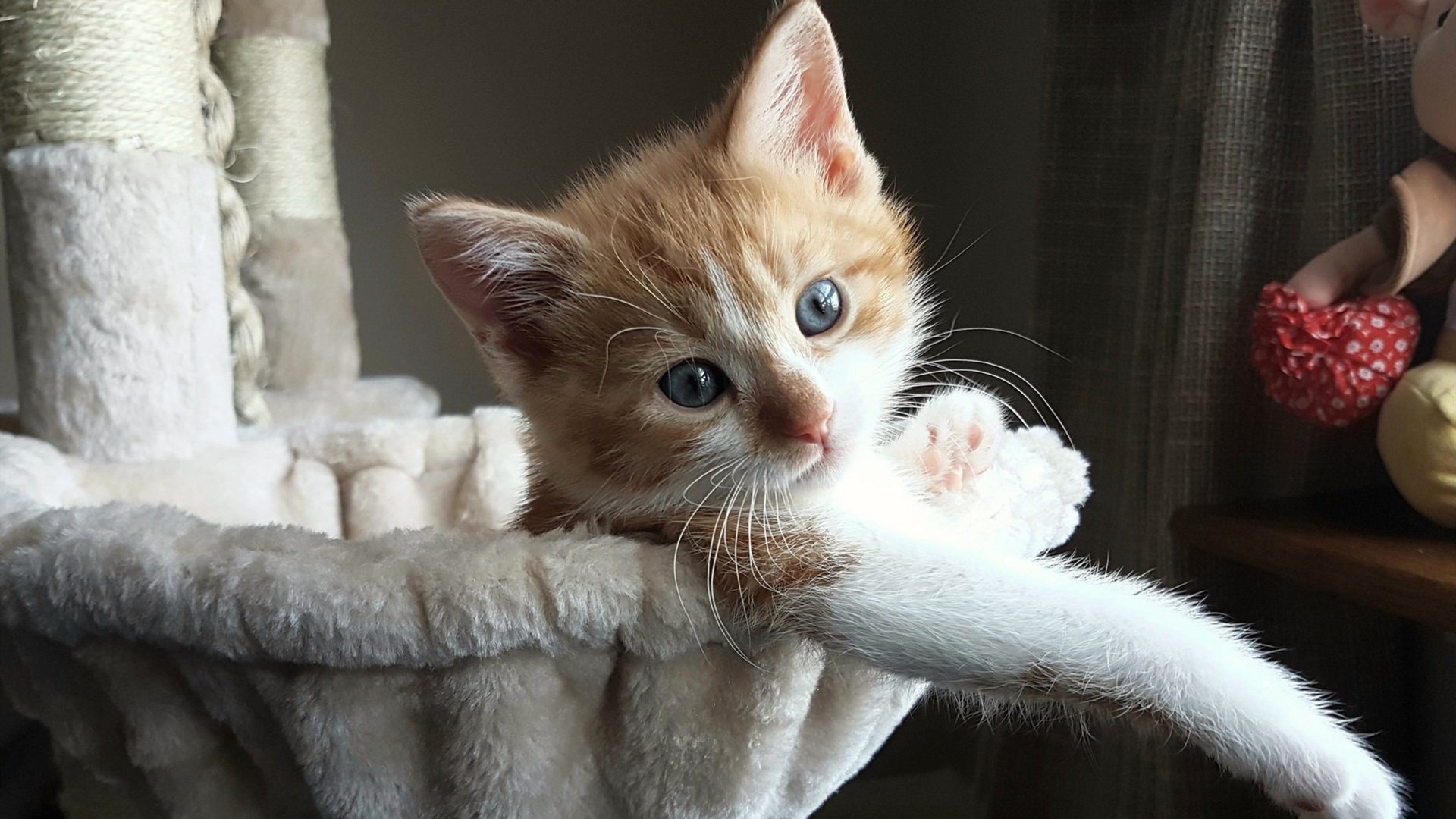 开云体育APP下载-当CBA霸主跨界对决，广厦铁血锁死福克斯，东方战术哲学战胜NBA天赋