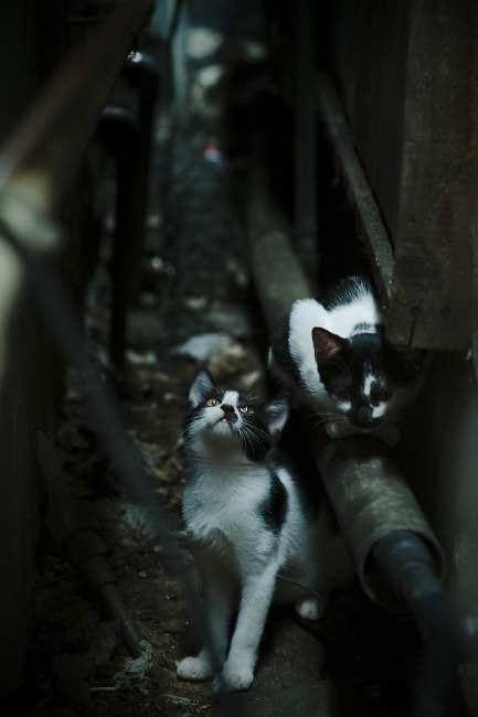 开云体育app-从威斯特法伦到世界之巅，凯塞多横扫里昂的表演，只是2026世界杯的序章