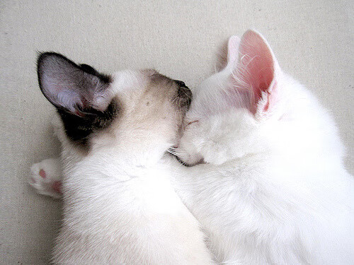 开云体育登录-夜的意志,一个名为卡拉斯科的持续杀伤系统