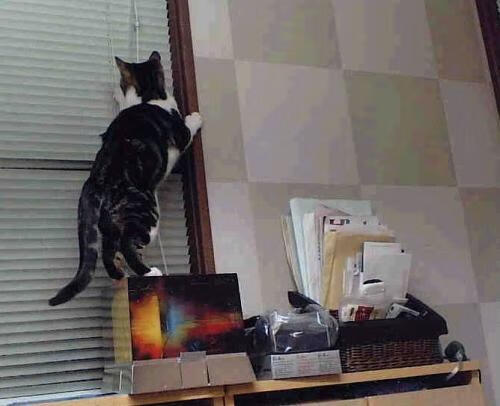 新神的登基仪式，总决赛之夜，哈利伯顿用错误的篮球掌控全局