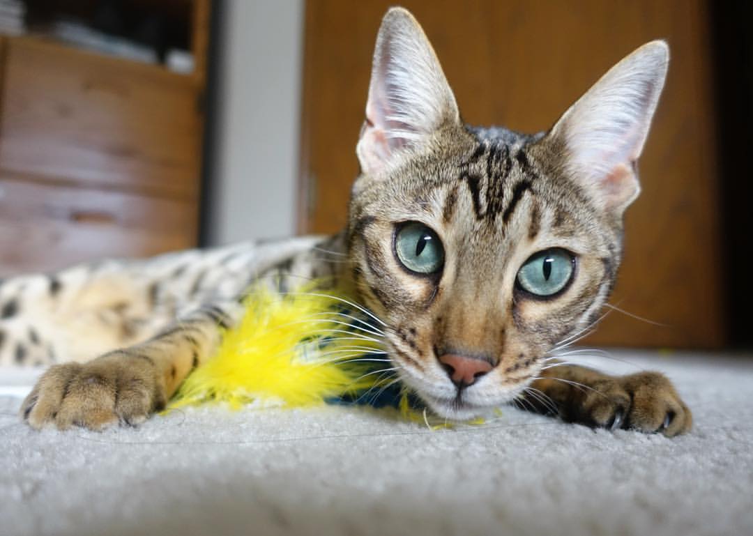 开云平台-军团对决！魔术奥运周期关键战完胜吉林，战术板上的国家预演