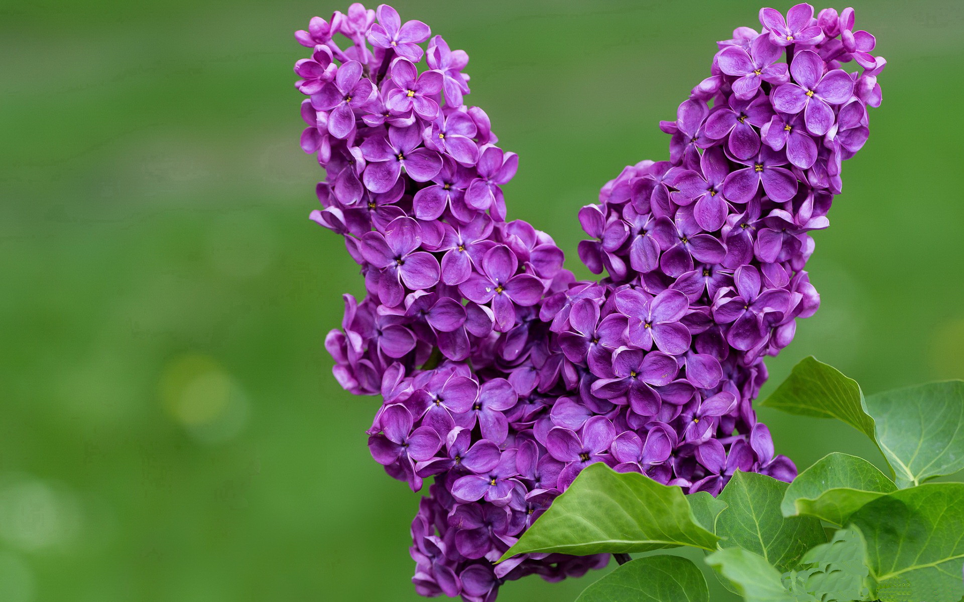 开云体育官网-亚平宁飞鹰的觉醒，克瓦拉茨赫利亚点燃巴黎之夜，击溃亚特兰大之谜