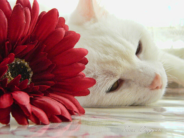 利剑出鞘!乔治41+7+6全程高能输出,勇士狂胜33分撕裂广厦防线