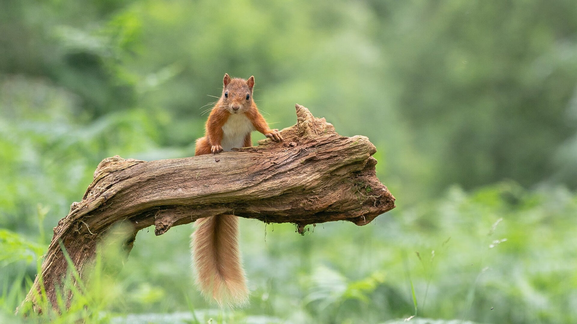 青春之刃的两种锋芒,德里赫特爆发与勒沃库森的生死战启示