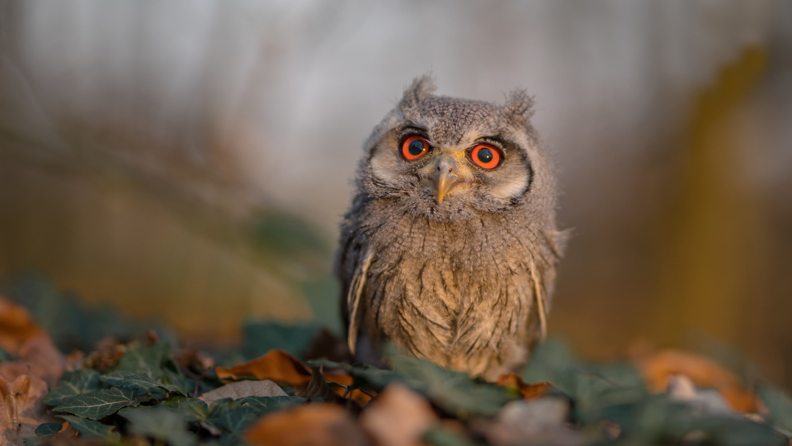 开云体育中国-唯一性双重奏，当马丁内利化身大场面先生，希腊演绎战术压制的完美范本