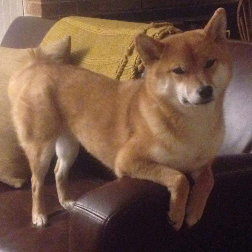 一箭穿云,从沉默到呐喊,哈登如何在最后2.1秒为掘金按下逆转键?