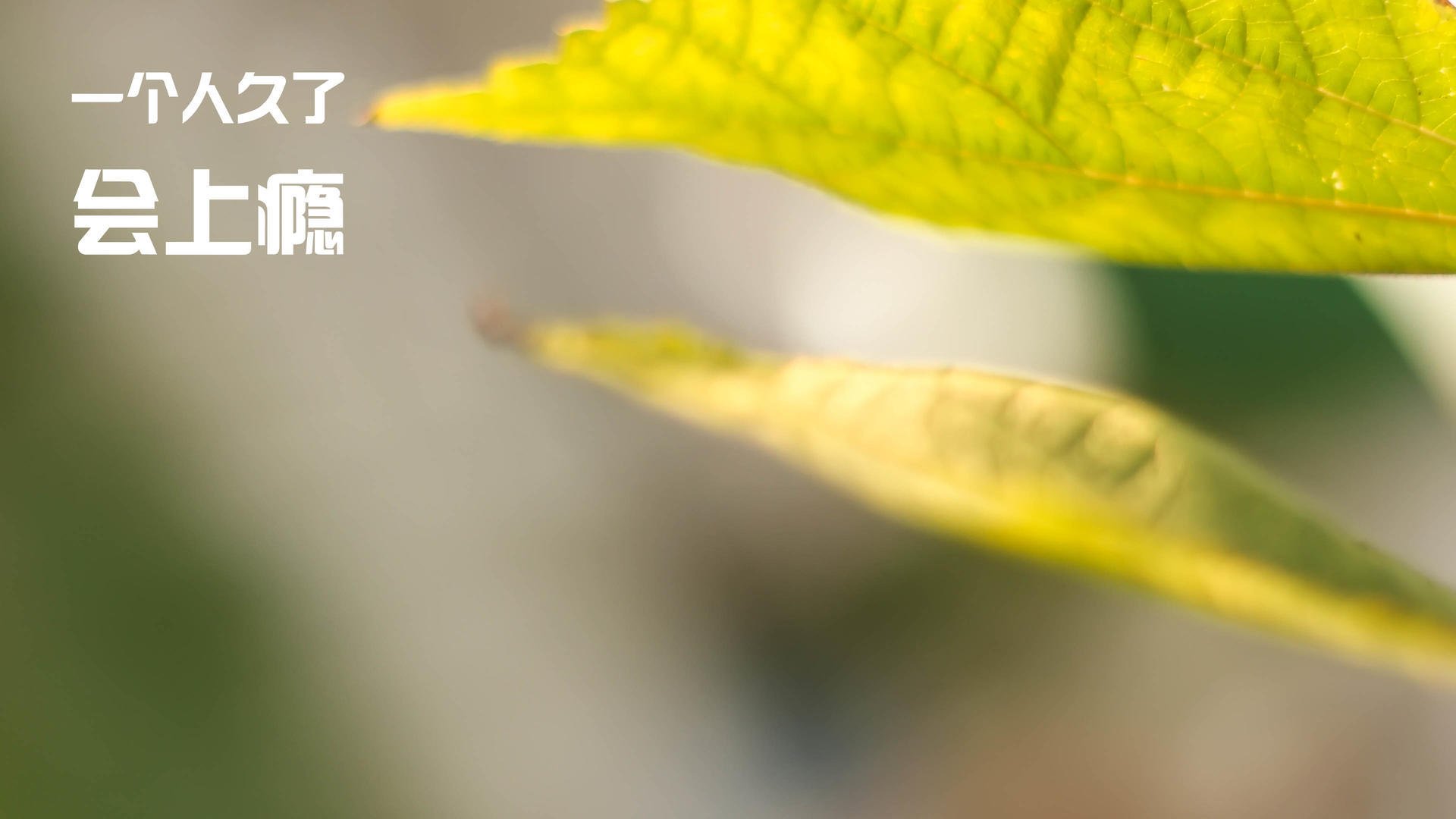 四十二米之外,无声处听惊雷 记武切维奇的欧冠淘汰赛之夜