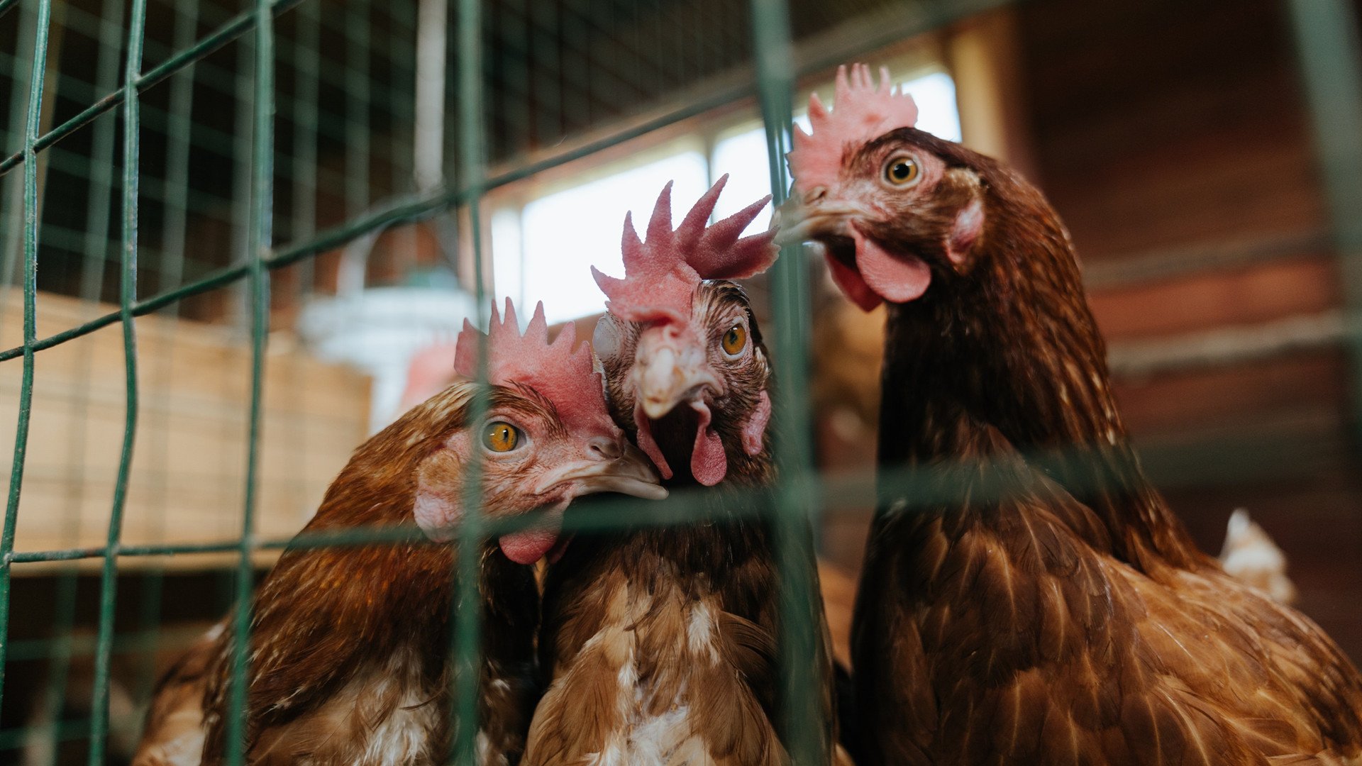 开云体育在线-非洲鼓点碾碎帝国节奏,当卡马文加的指挥棒遇上塞内加尔的闪电战