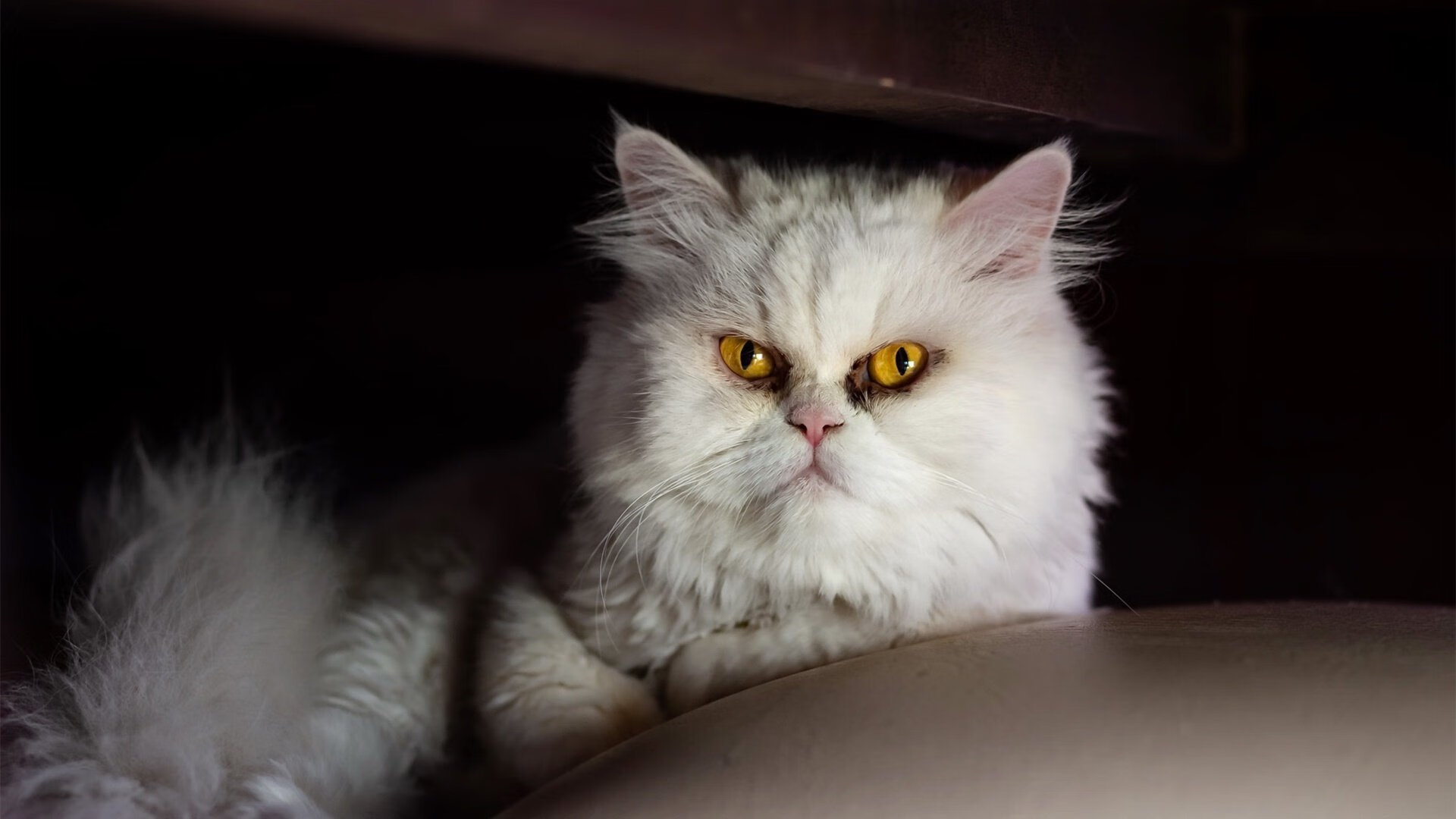 塔图姆，从大洋彼岸到中国主场的末节宣言